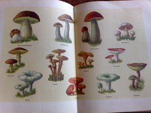 Книга о вкусной и здоровой пище 1954г. : Советский Союз.