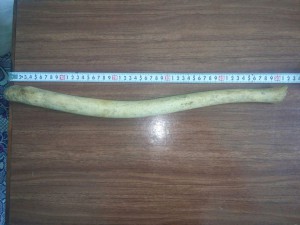 Клык моржа, 57см