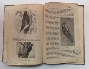Как привлечь птиц в наши сады и леса. 1912 год