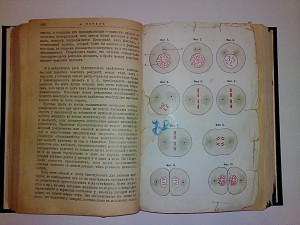 Форель Август "Половой вопрос", 1910 г.