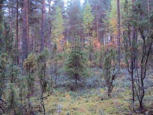 Ловись рыбка большая и очень большая...