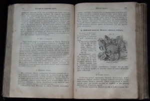 Русский огородъ питомник и плодовый садъ 1886г