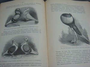 Карусь Штерне. Эволюция Мира.1909