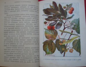 Книга -"Деревья и кустарники."  1904г.