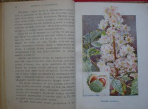 Книга -"Деревья и кустарники."  1904г.