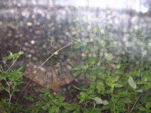 Россия Латвия Либава с 1 копейки - 10 рублей UNC