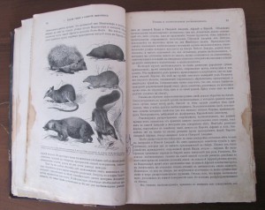 Происхождение животного мира.Гааге.