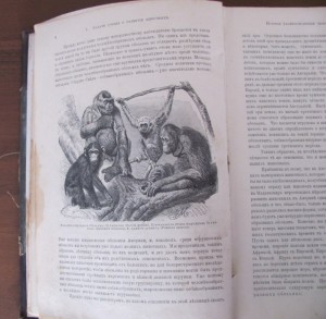 Происхождение животного мира.Гааге.