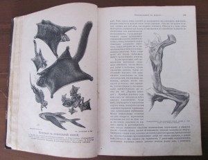 Происхождение животного мира.Гааге.