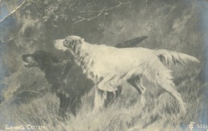 ОХОТНИЧЬИ СОБАКИ