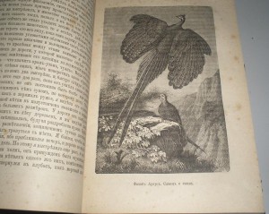 Альфред Руссель - Малайский Архипелаг. -------- 1872г.