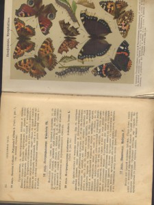 Ф.Берге МАЛЕНЬКИЙ АТЛАСЪ БАБОЧЕКЪ 1913г