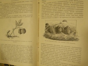 Парники и ранняя выгонка овощей, рассады и земляники 1914 г