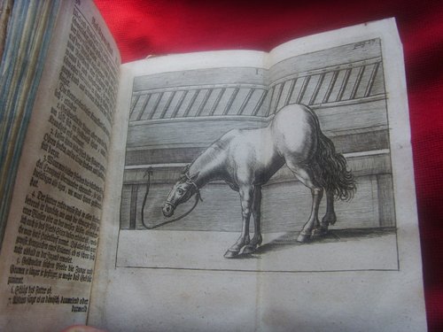 Книга 1746 года Опытный врач лошадей. Помогите оценить.