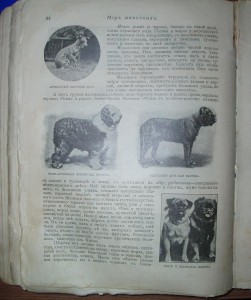 Ч. Корниш. Мир Животных. 1910 г.