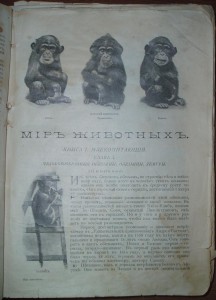 Ч. Корниш. Мир Животных. 1910 г.