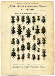 Гравюра Жуки России и Западной Европы, 1905г., ПРОБНИК!!!