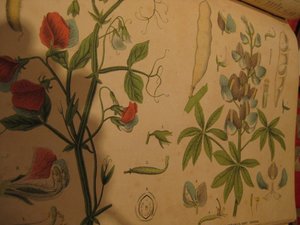 Ботанический атлас 1883г.