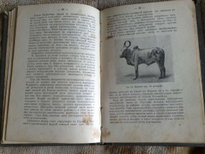 Происхождение наших домашних животных 1913