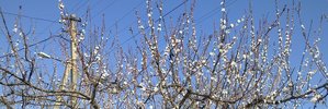 САД, ПАРК, ОГОРОД - КРАСОТА.