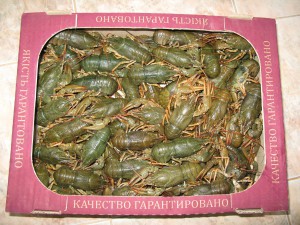 ОБМОРОЧНЫМ НЕ ВХОДИТЬ-(или про ЭТО).