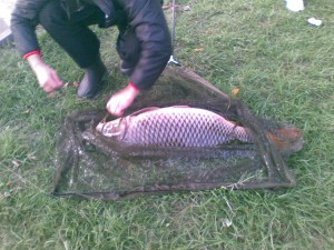 4 шт ЗПНГ ____ Я*, Ю*, Р и С.