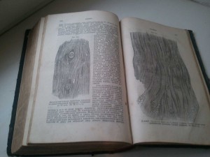 Патологии и Терапии ЭЙХГОРСТЪ 1892г