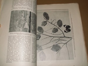 Чудеса природы