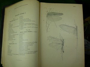 Прямокрылыя и ложносътчатокрылыя Рос. Имп. 1905г.