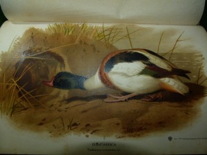 Охотничьи и промысловые птицы. Атлас. 1902г. Мензбир М.А.