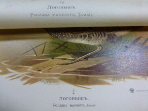 Охотничьи и промысловые птицы. Атлас. 1902г. Мензбир М.А.