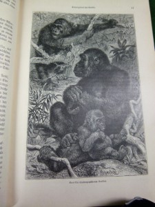 Энциклопедия немецкая. 1900г.