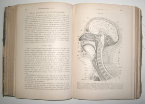 Основы Анатомии Человека. А.Панш 1888