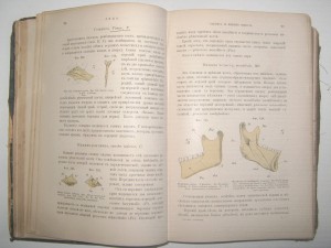 Основы Анатомии Человека. А.Панш 1888