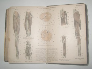 Основы Анатомии Человека. А.Панш 1888