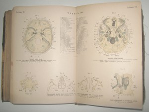 Основы Анатомии Человека. А.Панш 1888