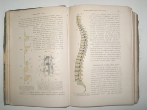 Основы Анатомии Человека. А.Панш 1888