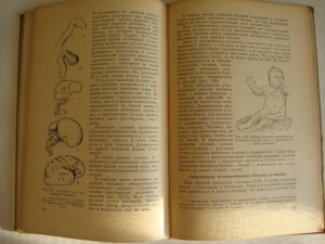 Основы Дарвинизма. 1947г.