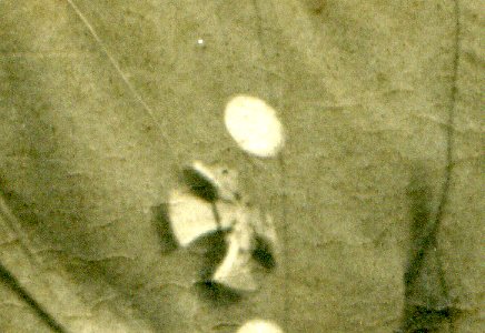 Чины жандармского конного дивизиона