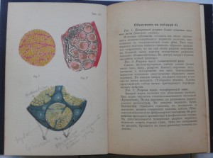 Атлас здоровой и больной нервной системы.1896год.