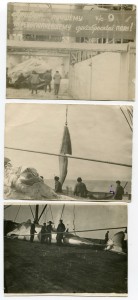 Альбом китобоя.1940 - 1949гг.