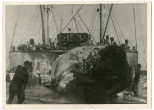 Альбом китобоя.1940 - 1949гг.