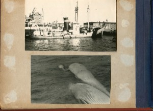 Альбом китобоя.1940 - 1949гг.
