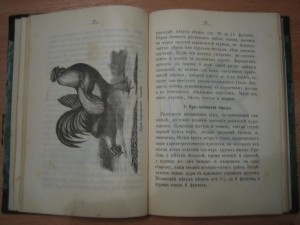 Уход и лечение за домашними животными и птицею.