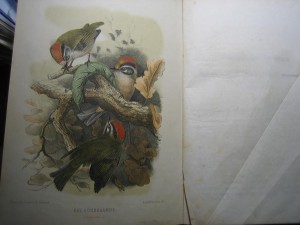 Природа. Популярный естественно-исторический сборник. 1875 г