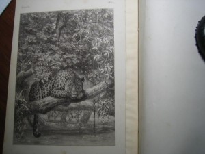 Природа. Популярный естественно-исторический сборник. 1875 г