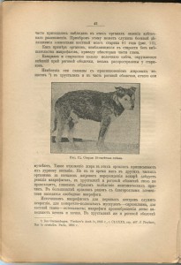 Мечников. Этюды оптимизма. 1909 год