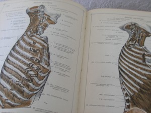 2 книги анатомического атласа,1913 год
