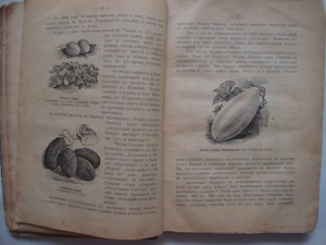 Вольногорский П. Растения - друзья человека. 1901г.