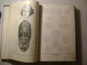 Ранке. Человек.Том 1. 1900 год.